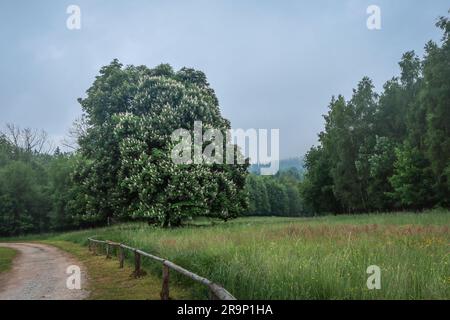 Ein großer, blühender Rosskastanienbaum entlang eines Weges in der Landschaft. Nebeliger, regnerischer Tag, grüne Wiese im Vordergrund. Stockfoto