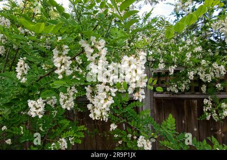 Robina pseudoacacia - Schwarze Johannisbrot ist ein Laubbaum mit herabhängenden cremeweißen Duftblüten im Frühling. British Columbia, Kanada. Stockfoto