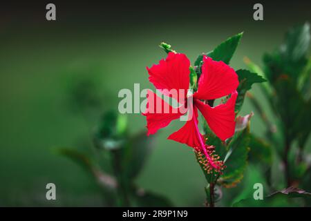 Rote Hibiskusblüte auf grünem, verschwommenem Hintergrund, karibische hawaiianische tropische Blumen. Stockfoto