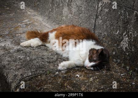 Eine weiß-rote Katze, die in der Sonne schläft, auf einer Steinbank in Rhodos, Griechenland. Stockfoto