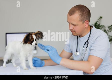 Junger Tierarzt mit Spielzeug und papillon-Hund in der Arztpraxis Stockfoto