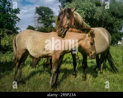 Porträt einer braunen Stute mit einem jungen Fohlen auf einer grünen Wiese in Polen. Stockfoto