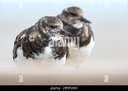 Turnstone/Ruddy Turnstone, Arenaria interpres, Erwachsene Norfolk Stockfoto