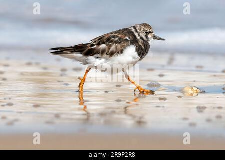 Turnstone, Ruddy Turnstone, Arenaria Interpres, die an einem nassen Strand entlang laufen Stockfoto