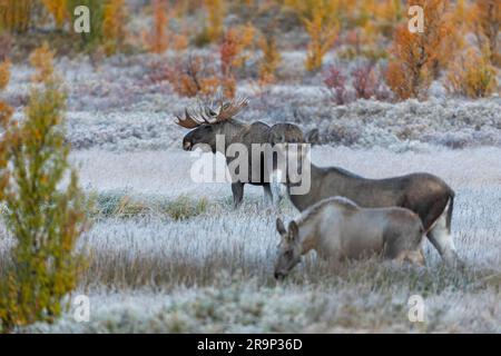 Europäischer Elch, Moose (Alces alces). Familie im Fulufjaellet-Nationalpark im Herbst. Schweden Stockfoto