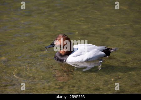 Männliche Canvasback-Ente Aythya valisineria Swimming Slimbridge Wildfowl & Wetlands Trust; (WWT) Slimbridge; UK Stockfoto