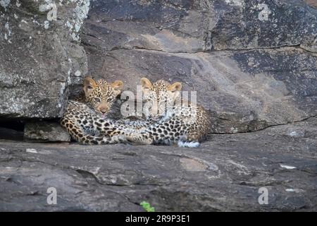 Afrikanischer Leopard (Panthera pardus). Zwei Jungen, die auf einem Stein lagen. Kenia Stockfoto