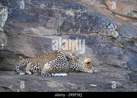 Afrikanischer Leopard (Panthera pardus). Zwei Jungen, die auf einem Stein spielen. Kenia Stockfoto