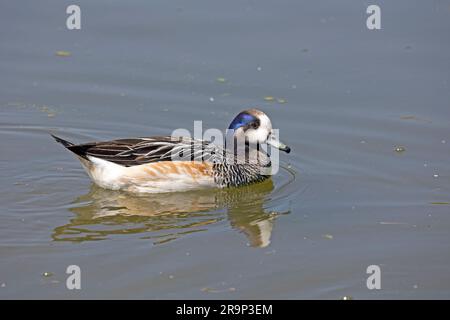 Chiloe Wiegeon Mareca sibilatrix Swimming Wildfowl & Wetlands Trust (WWT) Slimbridge; Großbritannien Stockfoto