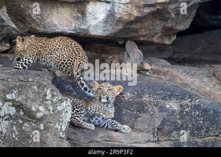 Afrikanischer Leopard (Panthera pardus). Zwei Jungen, die auf einem Stein spielen. Kenia Stockfoto