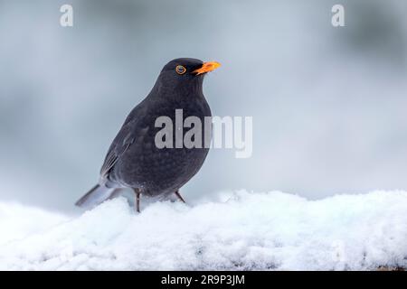 Schwarzvogel (Turdus merula). Ein Mann steht im Schnee. Deutschland Stockfoto