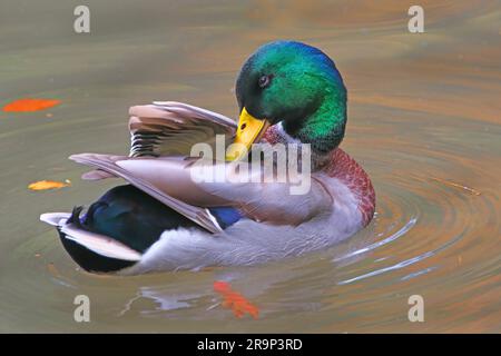 Mallard (Anas platyrhynchos). Drake in der Zucht, prahlt mit Stehen. Er zeigt sich dem Weibchen von der Seite, legt seine Flügel und zeigt die blauen Federn. Deutschland Stockfoto