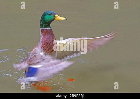 Mallard (Anas platyrhynchos). Nach dem Baden flattert der drake mit seinen Flügeln, um das Wasser abzuschütteln. Dies geschieht besonders oft während des Werbens. Deutschland Stockfoto