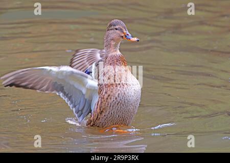 Mallard (Anas platyrhynchos). Nach dem Baden flattert die Frau mit den Flügeln, um das Wasser abzuschütteln. Dies geschieht besonders oft während des Werbens. Deutschland Stockfoto