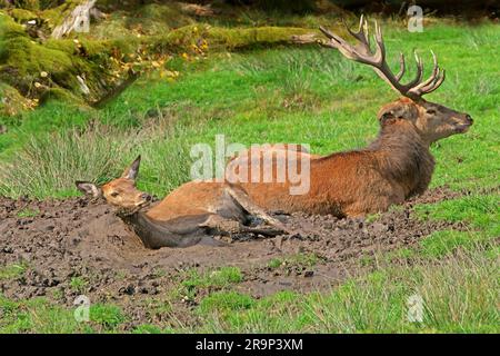 Rotwild (Cervus elaphus). Ein Paar, das sich im Schlamm wälzt. Deutschland Stockfoto