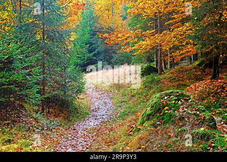 Wanderweg im Bayerischen Wald-Nationalpark. Gemischter Wald im Herbst mit Tannen, Fichten und Buchen. Bayern, Deutschland Stockfoto