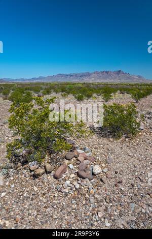 Blühender Kreosotenbusch über dem Grab: Johnson Ranch, River Road, Chisos Mountains in der Ferne, Chihuahuan Desert, Big Bend National Park, Texas, USA Stockfoto