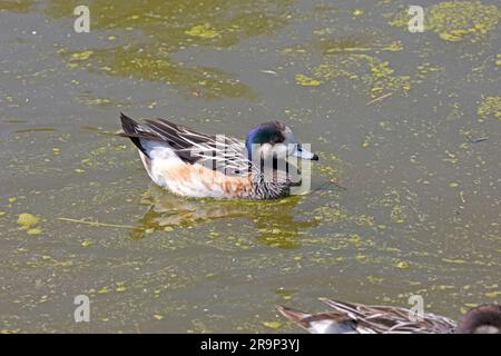 Chiloe Wiegeon Mareca sibilatrix Swimming Wildfowl & Wetlands Trust (WWT) Slimbridge UK Stockfoto