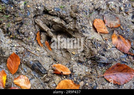 Rotwild (Cervus elaphus), Hufabdruck auf nassem Boden. Deutschland Stockfoto