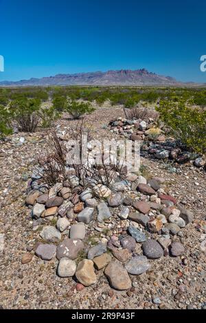 Friedhof auf der Johnson Ranch, River Road, blühender Kreosotenbusch, entfernte Chisos Mountains, Chihuahuan-Wüste, Big Bend-Nationalpark, Texas, USA Stockfoto