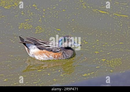 Chiloe Wiegeon Mareca sibilatrix Swimming Wildfowl & Wetlands Trust (WWT) Slimbridge UK Stockfoto