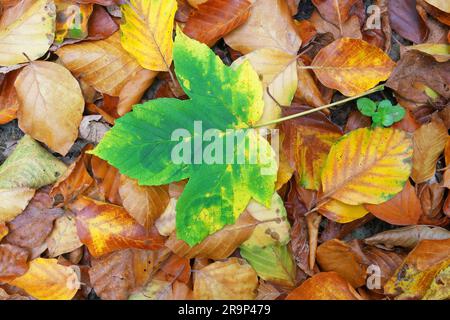 Sycamore Maple (Acer pseudoplatanus). Blätter in Herbstfarben auf Buchenledern. Deutschland Stockfoto