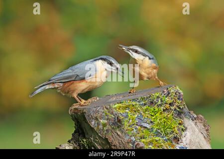 Wood Nuthatch (Sitta europaea). Ein Paar, das auf einem Baumstumpf steht. Deutschland Stockfoto