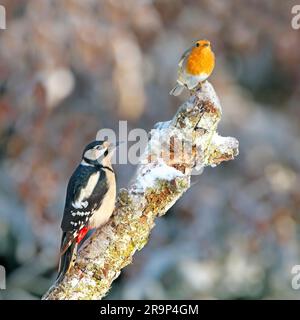 Woodpecker mit großem Fleck (Picoides Major, Dendrocopos Major) und Europäischer Robin (Erithacus rubecula), hoch oben auf einem verschneiten Zweig. Deutschland Stockfoto