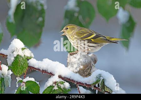 Eurasischer Siskin (Carduelis spinus). Erwachsene Frau auf einem verschneiten Bramble-Zweig. Deutschland Stockfoto