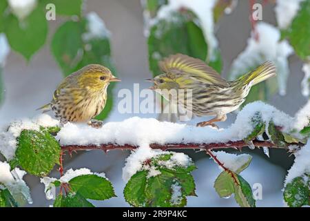 Eurasischer Siskin (Carduelis spinus). Erwachsene Frau auf einem verschneiten Bramble-Zweig. Das eine bedroht das andere, Deutschland Stockfoto