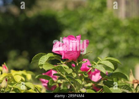 Wunderschöne bunte rosa Rosen und Blumen wachsen im sonnigen Blumengarten im Sommer. Stockfoto