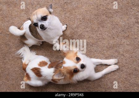 Zwei Chihuahuas ruhen sich in ihrem Haus aus Stockfoto