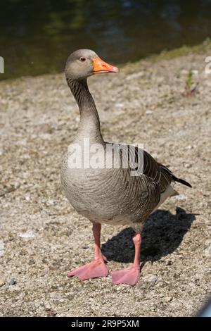 Single Greylag Goose Anser Anser Wildfowl & Wetlands Trust; (WWT) Slimbridge; Vereinigtes Königreich Stockfoto
