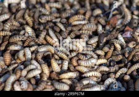 Hermetia illucens Insektenfarmen für Fisch- und Geflügelfutter aus der Nähe von Larven oder Maden der Schwarzen Soldatenfliege (BSF) Stockfoto