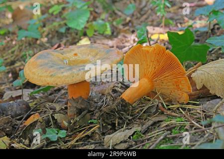 Falsche Saffron-Milchkappe, orangefarbene Milchkappe (Lactarius deterrimus). Zwei Obstkörper in einem Fichtenwald. Essbar, aber etwas bitter. Deutschland Stockfoto