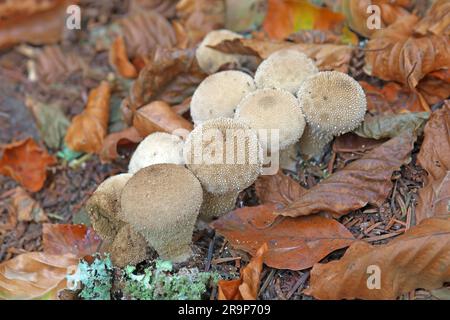 Gewöhnlicher Puffball, süßes Brot des armen Mannes (Lycoperdon perlatum). Fruchtkörper, die in Mischwäldern auf dem Boden wachsen. Deutschland Stockfoto