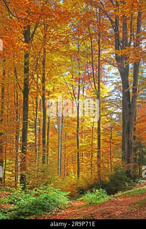 Bienenbuche (Fagus sylvatica). Der alte Wald im Herbst. Bayerischer Wald-Nationalpark, Bayern, Deutschland Stockfoto