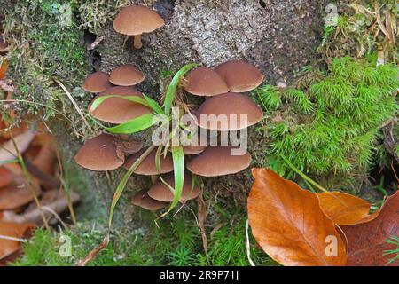 Conocybe intermedia Fruchtkörper, die auf einem Baumstumpf wachsen. Deutschland Stockfoto
