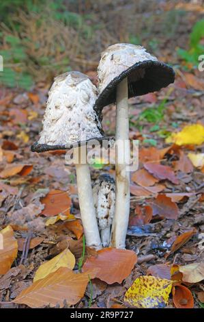 Shaggy-Mane-Pilz, Shaggy-Tintenkappe (Coprinus comatus). Fruchtkörper am Waldrand. Deutschland Stockfoto