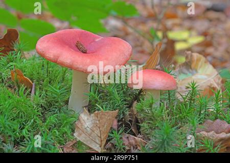 Russula laeta wächst in einem Laubwald. Deutschland Stockfoto