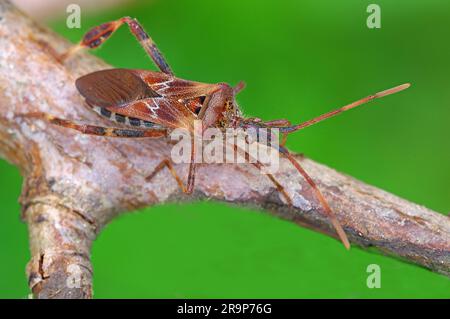 Westliche Nadelschnabelkäfer (Leptoglossus orientalis) auf einem Zweig. Deutschland Stockfoto