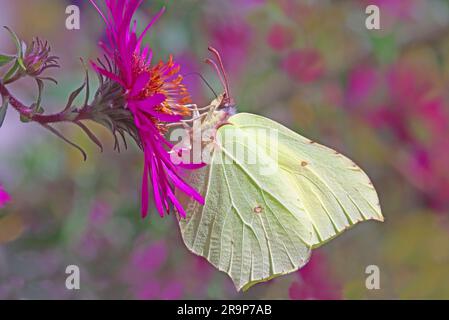 Schwefel (Gonepteryx rhamni). Männlich, der sich von einer buschigen Aster-Blume ernährt. Deutschland Stockfoto