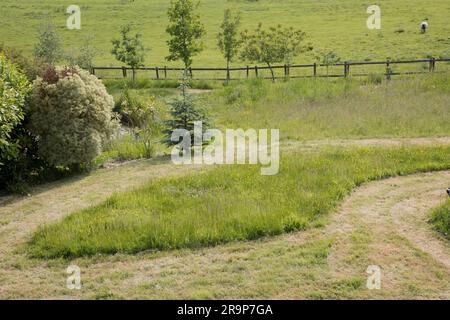 Ungemähtes Gras, das den eigenen Rasen im No-Mow-Modus im Mai 2023 aufwirbelt Stockfoto