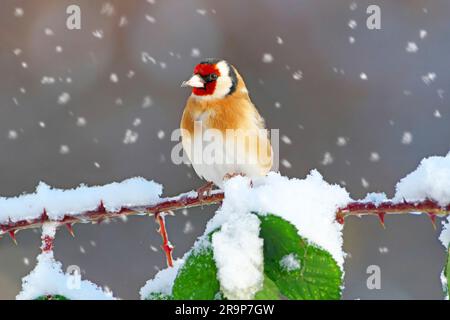 Der europäische Goldfink (Carduelis carduelis) steht auf einem verschneiten Brachel im herabfallenden Schnee. Deutschland Stockfoto