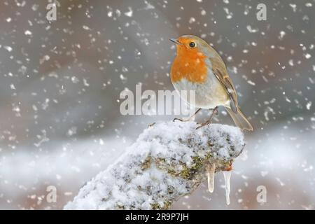 Europäischer Robin (Erithacus rubecula), der auf einem Ast im herabfallenden Schnee steht. Deutschland Stockfoto