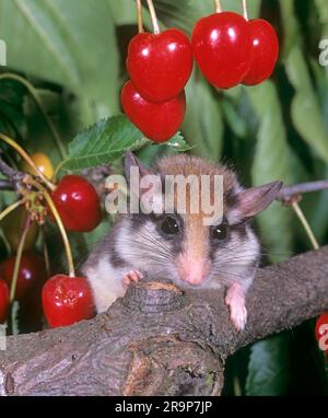 Gartenmaus (Eliomys quercinus) in einem Kirschbaum. Deutschland Stockfoto