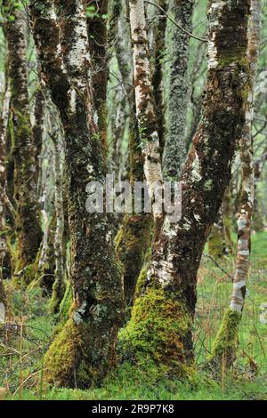 Silberbirnen (Betula pedula), bedeckt mit Kreuzflechten, Moosen und Leberwürzen, die auf Zweigen wachsen, Beinn Eighe NNR, Schottland. Stockfoto