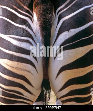 Okapi (Okapia johnstoni). Nahaufnahme des gestreiften Rückens Stockfoto