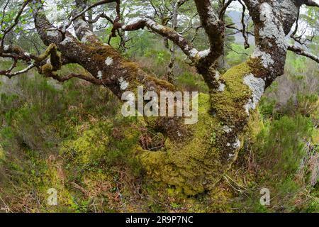 Silberbirne (Betula pedula), bedeckt mit Kreuzflechten, Moosen und Leberwürzen, die auf Ästen wachsen, Beinn Eighe NNR, Schottland. Stockfoto