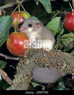 Essbare Dormouse (Glis glis), die einen Apfel essen. Deutschland Stockfoto